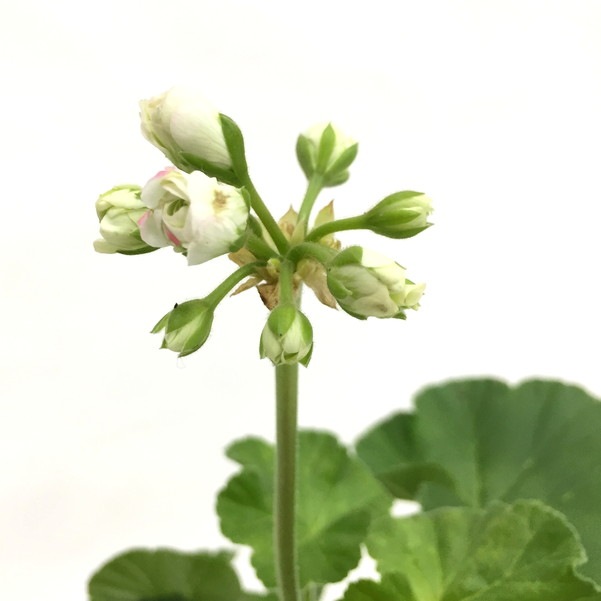 ヨーロッパのスタンダード ゼラニウム エンゼルブーケ ゼラニューム 赤塚植物園オンライン フラワーショップ 花の音