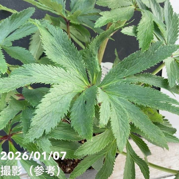 クリスマスローズ ボッコネイ 4号ポット｜山野04-PA | 草花,クリスマス