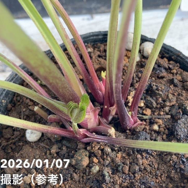 クリスマスローズ ボッコネイ 4号ポット｜山野04-PA | 草花,クリスマス