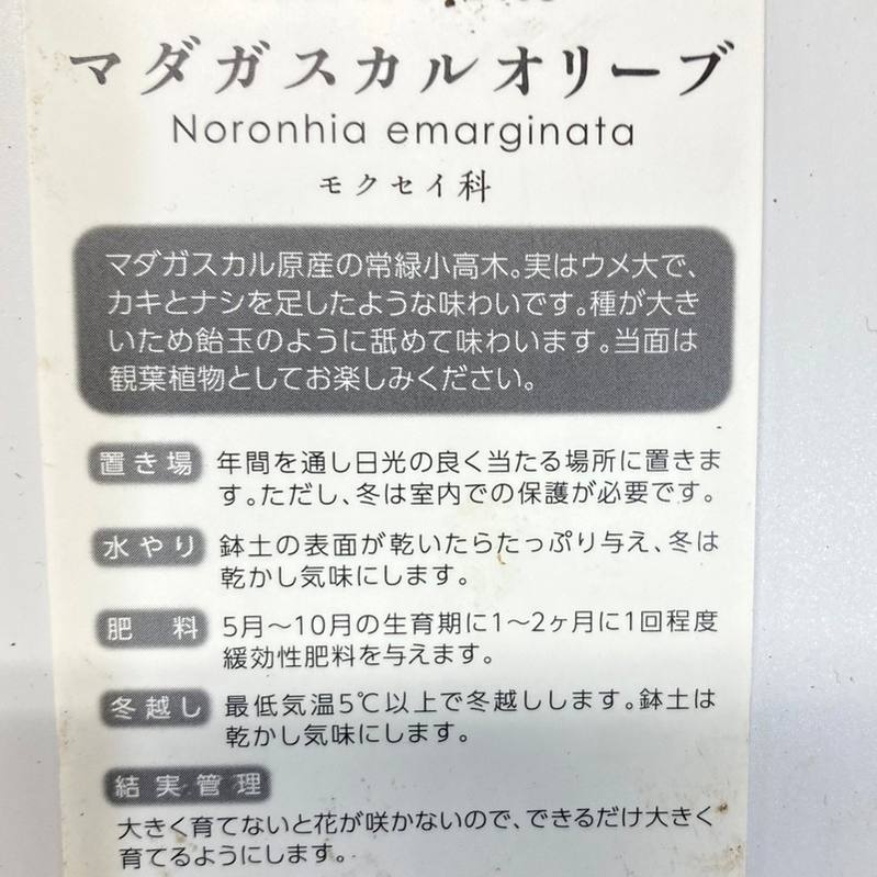 南国果実 マダガスカルオリーブ 4号 果樹 珍しい果樹 赤塚植物園オンライン 花の音
