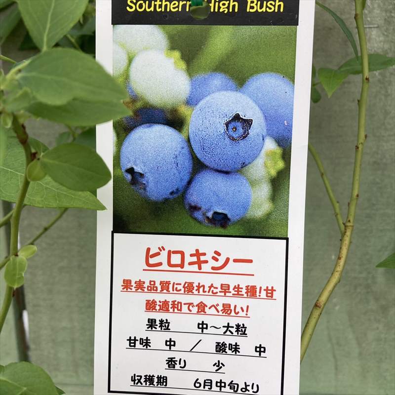 ブルーベリー サザンハイブッシュ系 ビロキシー Pa 果樹 ブルーベリー 赤塚植物園オンライン 花の音