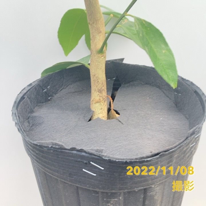 甘くてジューシー!マイヤーレモン 5号ロングポット 2年生|果樹04-PA