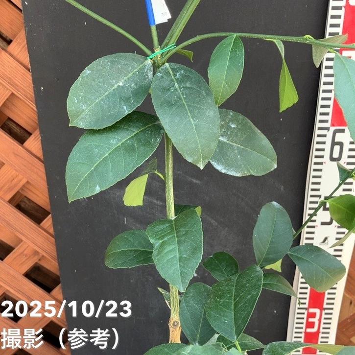 甘くてジューシー!マイヤーレモン 5号ロングポット 2年生|果樹04-PA