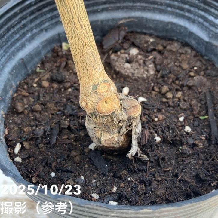 甘くてジューシー!マイヤーレモン 5号ロングポット 2年生|果樹04-PA