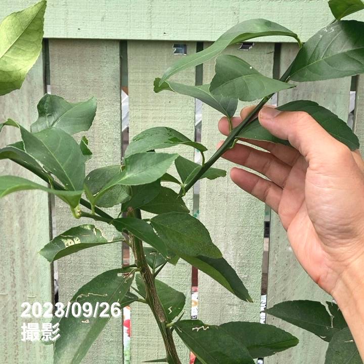 甘くてジューシー!マイヤーレモン 5号ロングポット 2年生|果樹04-PA