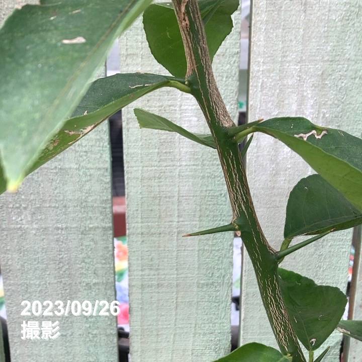 甘くてジューシー!マイヤーレモン 5号ロングポット 2年生|果樹04-PA