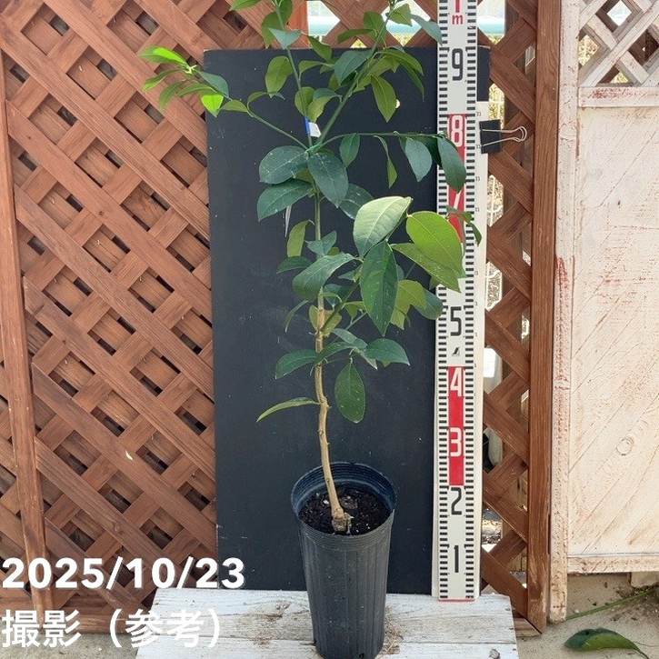 甘くてジューシー!マイヤーレモン 5号ロングポット 2年生|果樹04-PA