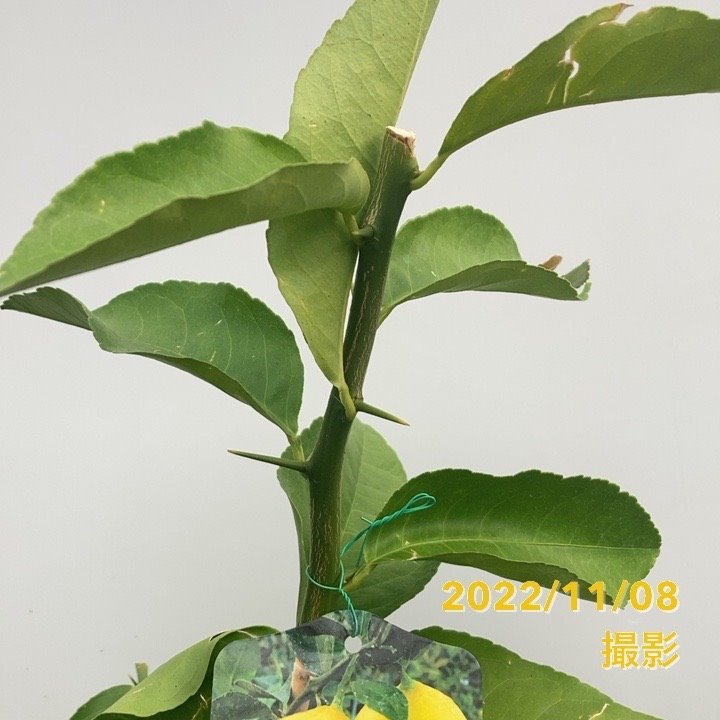 甘くてジューシー!マイヤーレモン 5号ロングポット 2年生|果樹04-PA