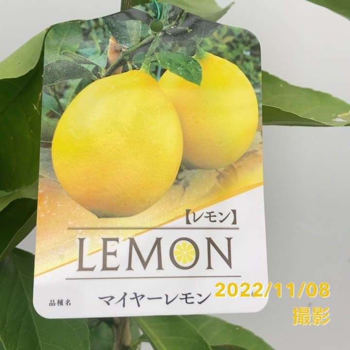 こぶみかん6 &マイヤーレモン2点セット 甘くてジューシー！マイヤー