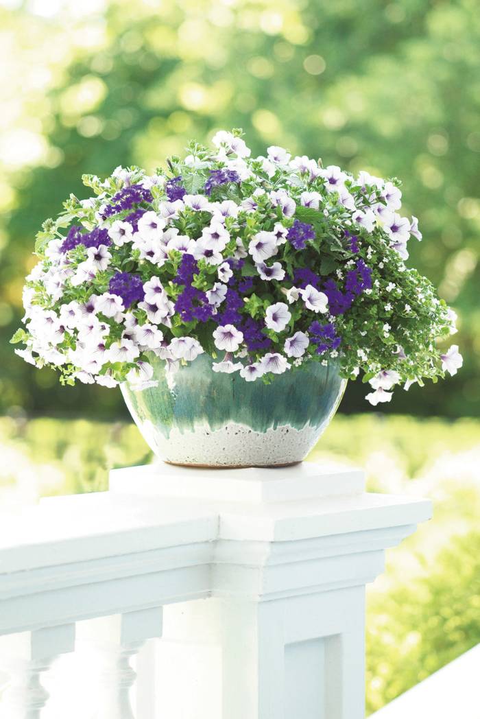 PW スーパーベナ ブルーimp 3.5号×3株セット｜草花04-PA | 草花,[季節