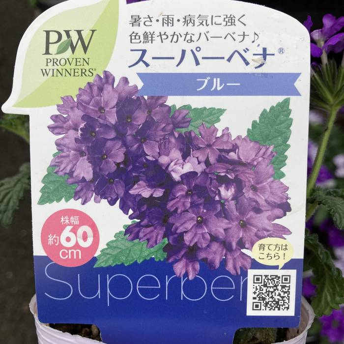 PW スーパーベナ ブルーimp 3.5号×3株セット｜草花04-PA | 草花