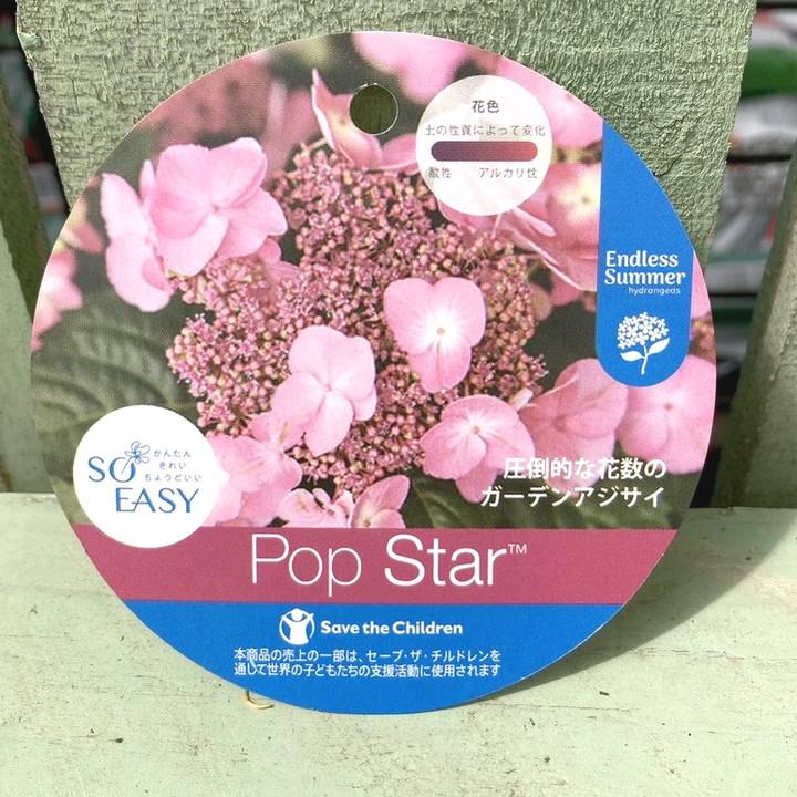 アジサイ・コンフェッティー 耐寒性落葉低木 7号鉢 | 果樹・花木