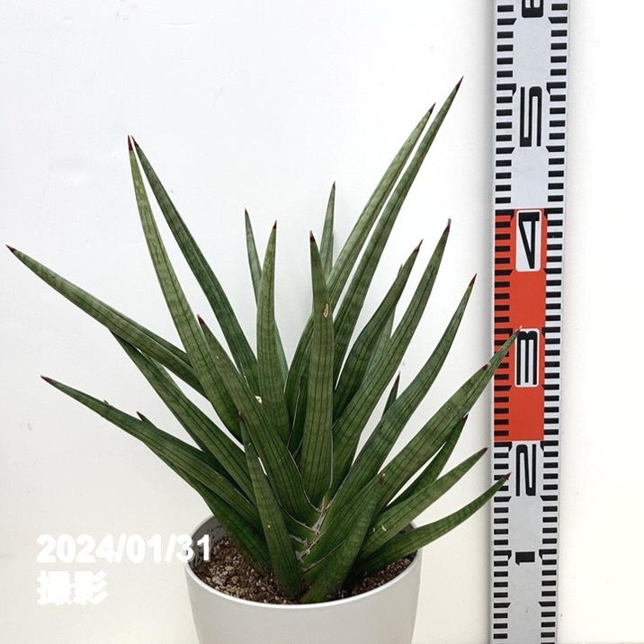 サンスベリア 6号 ギガ 白プラ鉢仕様｜観葉02-D2 | 観葉・多肉