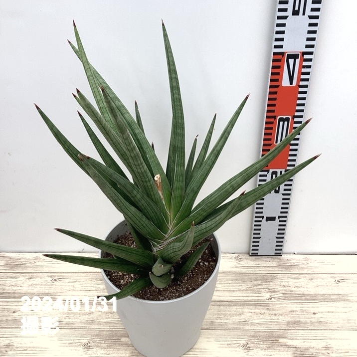 サンスベリア 6号 ギガ 白プラ鉢仕様｜観葉02-D2 | 観葉・多肉