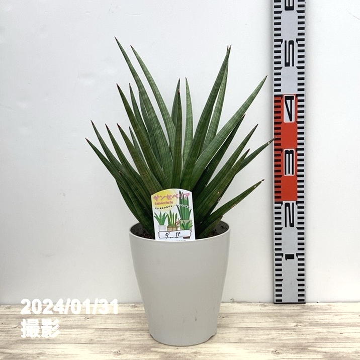 サンスベリア 大きめの観葉植物 白鉢 サンスベリア 6号 ギガ 白プラ鉢仕様｜観葉02-D2 | 観葉・多肉