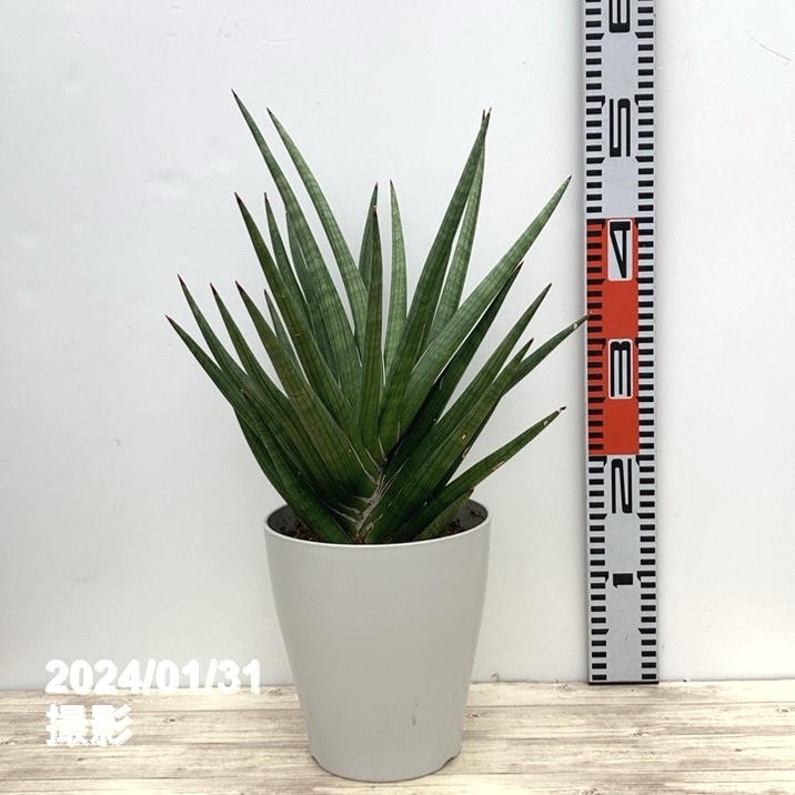 【赤字大特価　サンスベリア・ベラ　プラチナムホワイト】 期間限定10％OFF！】サンスベリア 6号 ギガ 白プラ鉢仕様｜観葉02-D2