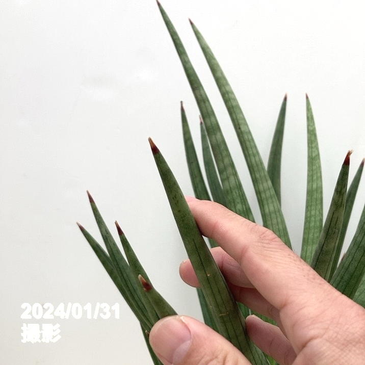 ガステリア エクセレサ 子株1つ付き 6号菊鉢 68-5364-56 菊鉢 6号 1セット（30個入） 【AXEL】 アズワン
