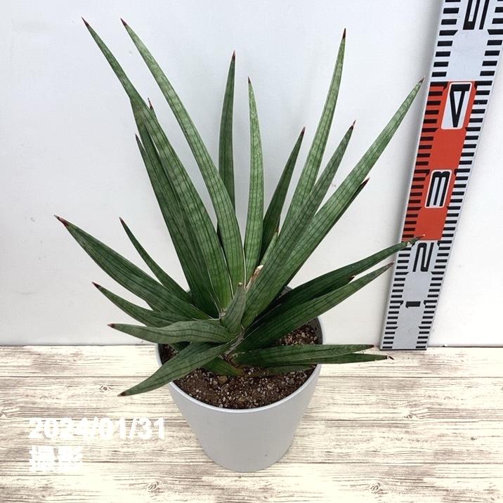 サンスベリア 6号 ギガ 白プラ鉢仕様｜観葉02-D2 | 観葉・多肉