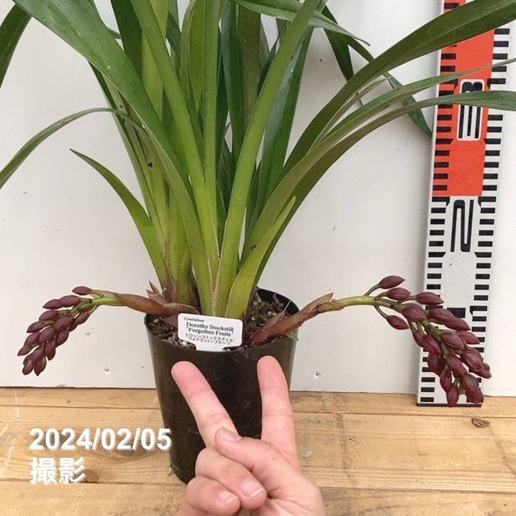 花芽2個＞フォアゴットンフルーツ 4号｜ミツバチ蘭｜洋蘭10-TU | 草花