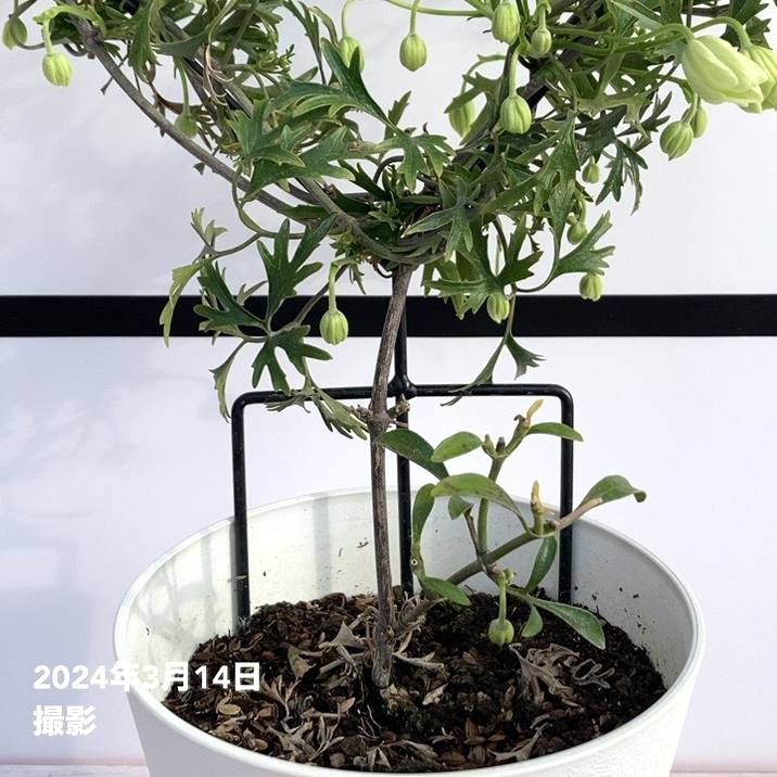 特価 訳あり】常緑クレマチス カートマニージョー 5号（ハート仕立て