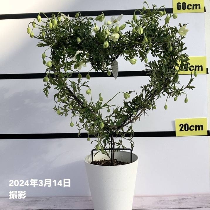 特価 訳あり】常緑クレマチス カートマニージョー 5号（ハート仕立て
