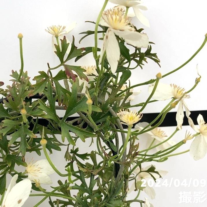 特価 訳あり】常緑クレマチス カートマニージョー 5号（ハート仕立て