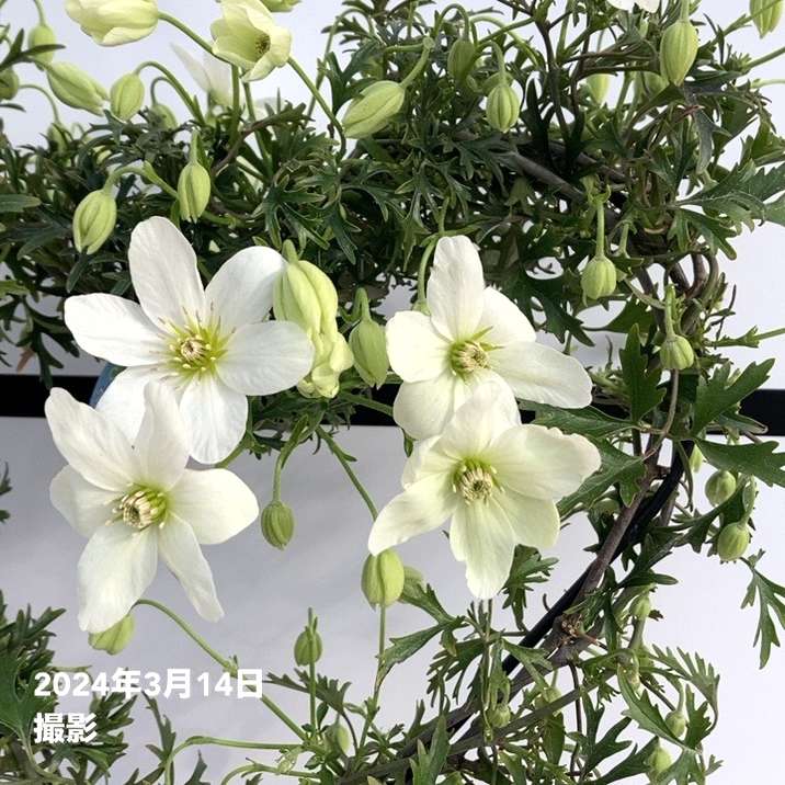 特価 訳あり】常緑クレマチス カートマニージョー 5号（ハート仕立て