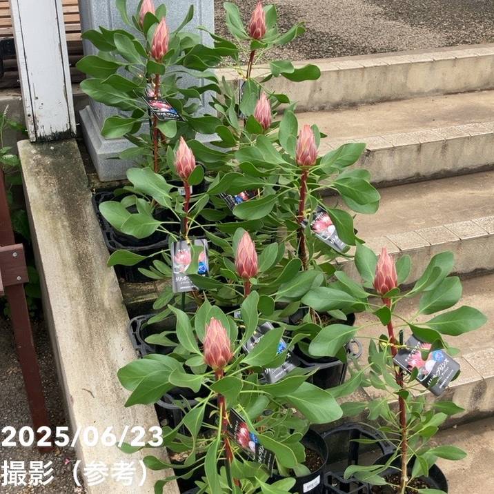 キングプロテア リトルプリンス 2個セット 数量限定】キングプロテア リトルプリンス（2花付き）5号苗 PVP