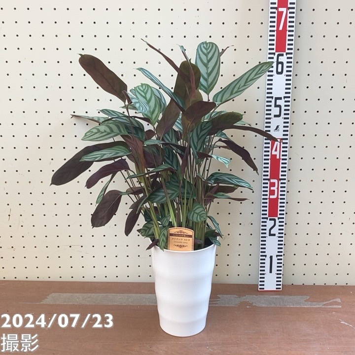 クテナンテ セトサ 5号 ｜観葉04-PA | 観葉・多肉 | 赤塚植物園
