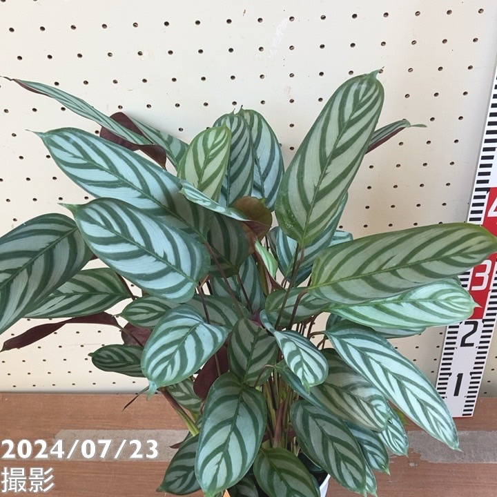 クテナンテ セトサ 5号 ｜観葉04-PA | 観葉・多肉 | 赤塚植物園