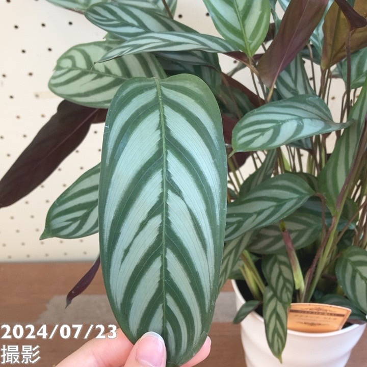 クテナンテ セトサ 5号 ｜観葉04-PA | 観葉・多肉 | 赤塚植物園