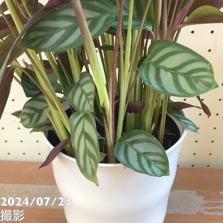 クテナンテ セトサ 5号 ｜観葉04-PA | 観葉・多肉 | 赤塚植物園