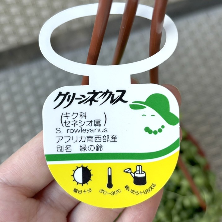 グリーンネックレス 6号吊り鉢仕様｜観葉04-PA | 観葉・多肉 | 赤塚