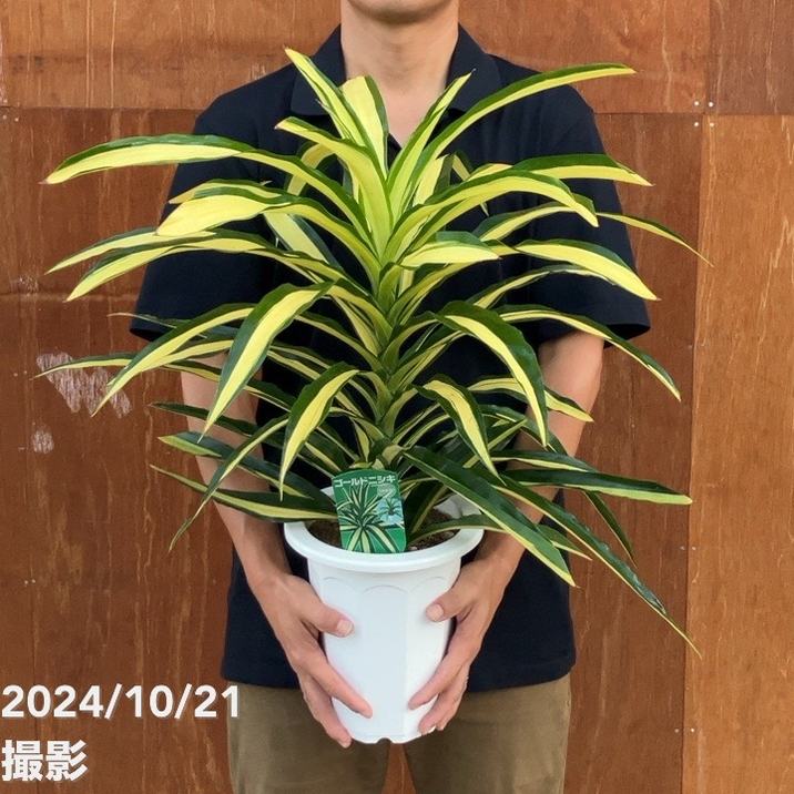 ドラセナ ゴールドニシキ リッチマン 7号｜観葉10-TU | 観葉・多肉