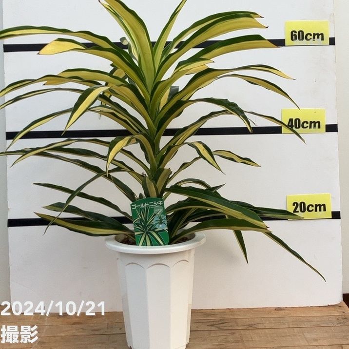 ドラセナ ゴールドニシキ リッチマン 7号｜観葉10-TU | 観葉・多肉