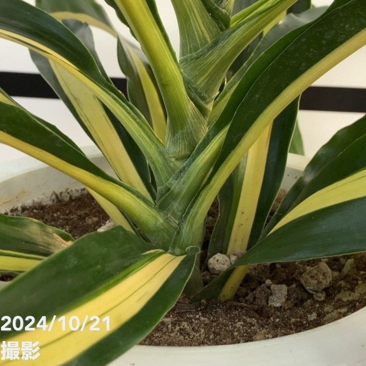 ドラセナ ゴールドニシキ リッチマン 7号｜観葉10-TU | 観葉・多肉