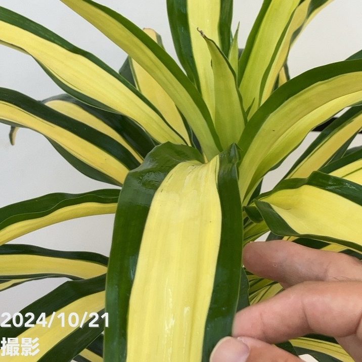 ドラセナ ゴールドニシキ リッチマン 7号｜観葉10-TU | 観葉・多肉