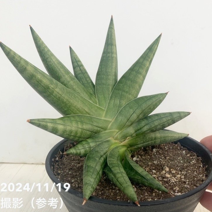決算P5倍！10%OFF！8/2まで】【現品お届け】サンスベリア 5号浅鉢（黒