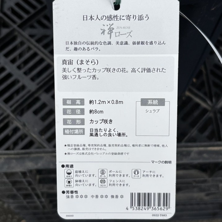 バラ大苗 真宙（まそら） 7号ロングスリット鉢 禅ローズ｜花木04-PA