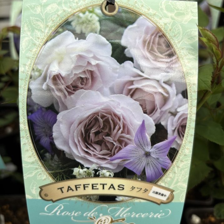 NEW】バラ新苗 タフタ 4号 河本バラ園 河本麻記子さん ローズ・ドゥ