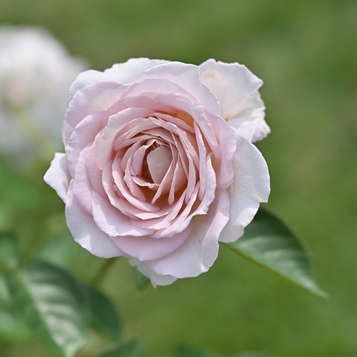 Cake　バラ苗ページ1 ジェフ・アーティスト（大苗予約）7号鉢植え バラ苗 返り咲き ドミニク 花