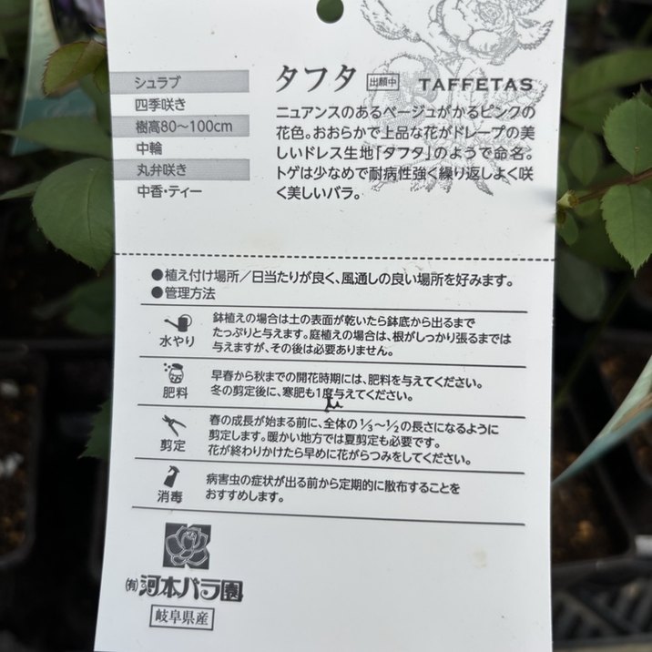 決算P5倍！8/2まで】バラ新苗 タフタ 4号 河本バラ園 河本麻記子さん