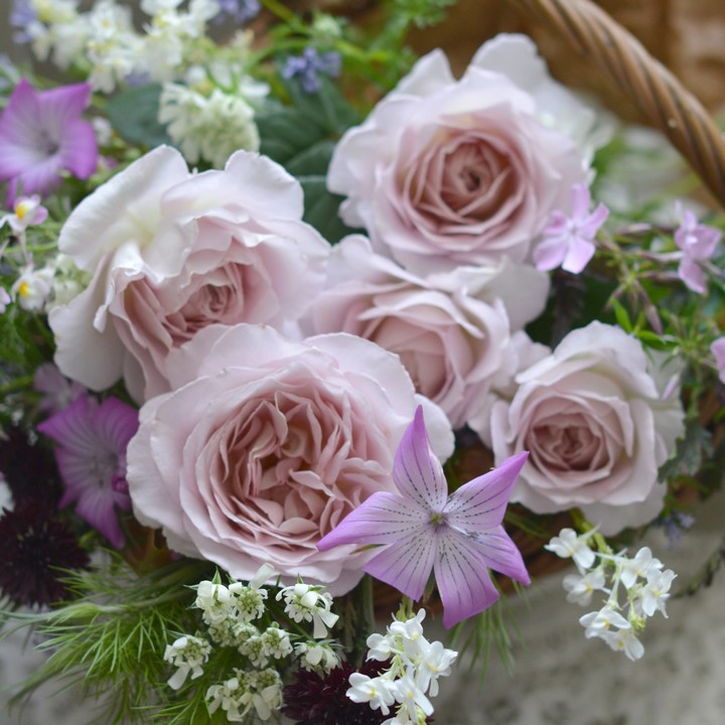 NEW】バラ新苗 タフタ 4号 河本バラ園 河本麻記子さん ローズ・ドゥ