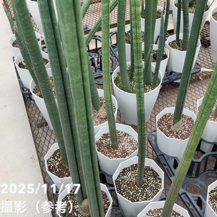 サンスベリア 6号 スタッキー プラ鉢仕様｜s200｜観葉02-D2 | 観葉