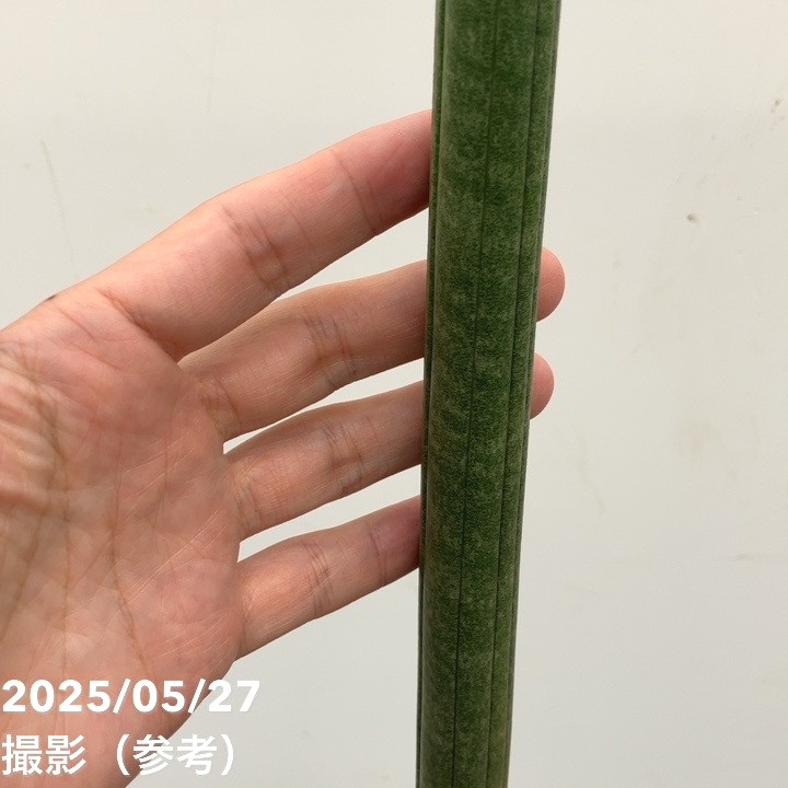 期間限定10％OFF！】サンスベリア 6号 スタッキー プラ鉢仕様｜s200