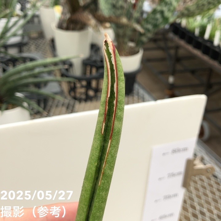 斑入り　サンセベリア　スタッキー　サンスベリア サンスベリア・スタッキー【観葉植物 5号丸鉢／1個売り】 サンスベリア