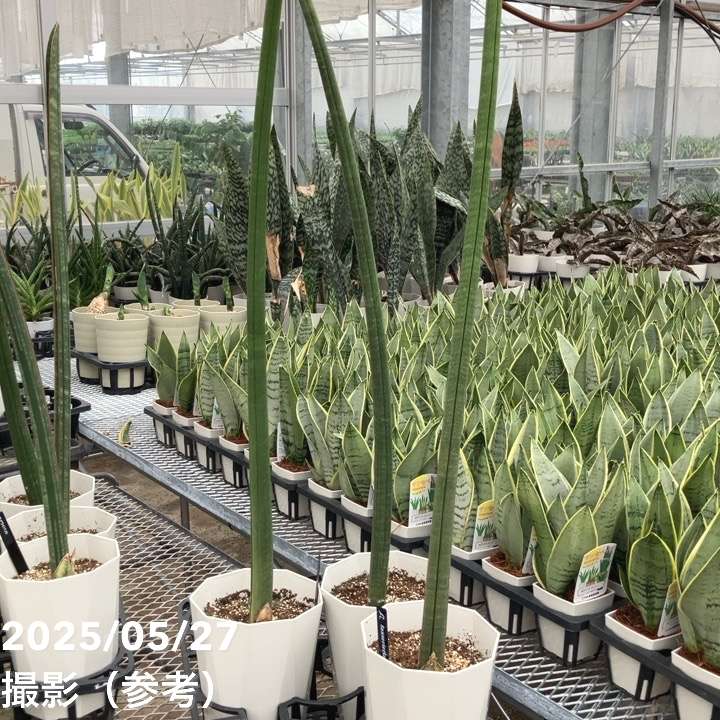 サンスベリア スタッキー サンスベリア・スタッキー | オストボールS - 観葉植物・多肉