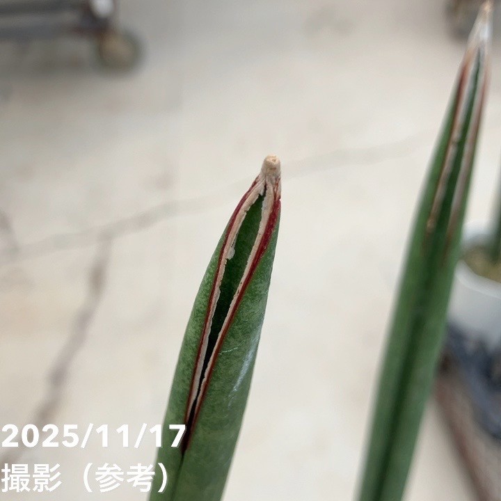 期間限定10%OFF!】サンスベリア 6号 スタッキー プラ鉢仕様|s200 期間限定10%OFF!】サンスベリア 6号 スタッキー プラ鉢仕様|s200