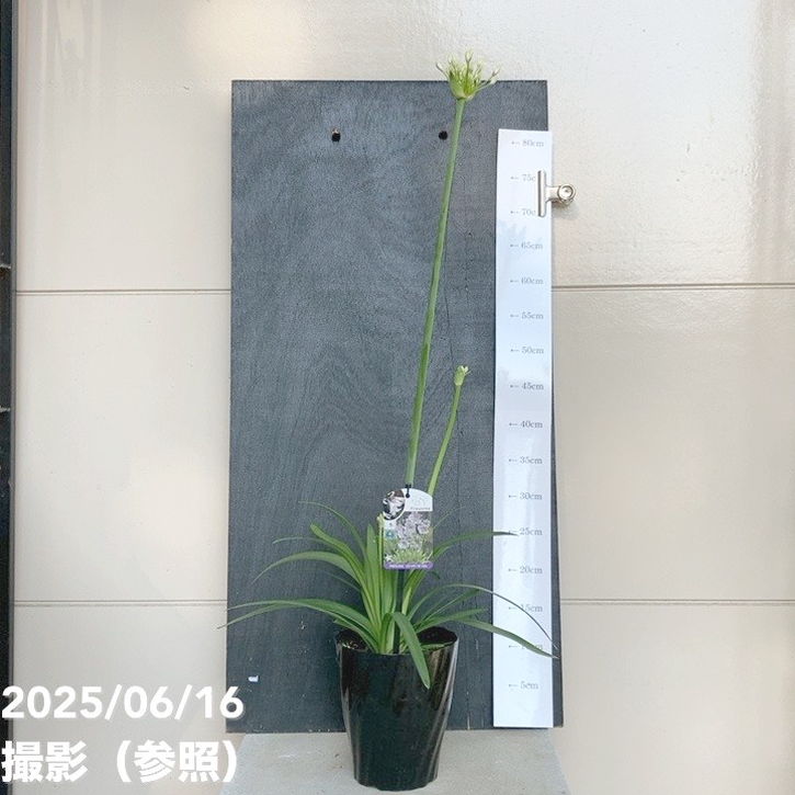 アガパンサス ファイヤーワークス 5号 PVP｜草花04-PA | 草花,[季節の