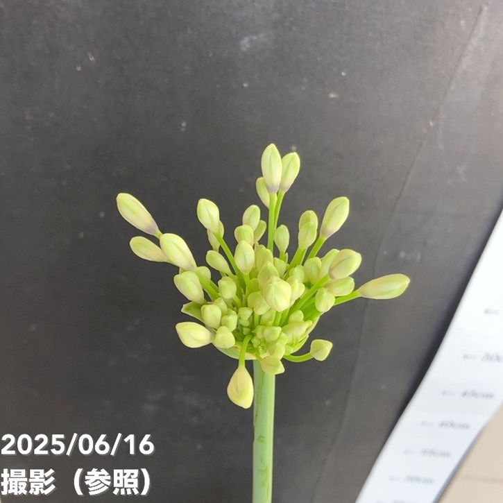 アガパンサス ファイヤーワークス 5号 PVP｜草花04-PA | 草花,[季節の